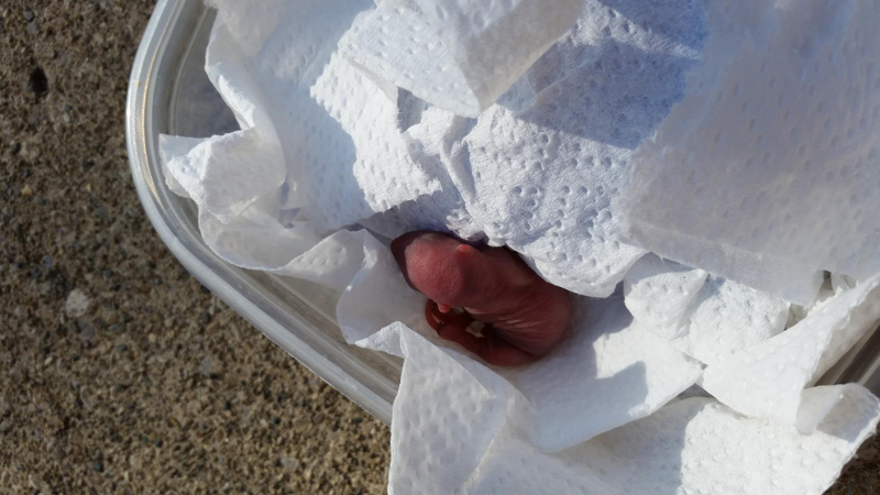 Illustration for article titled We Found a Baby Squirrel